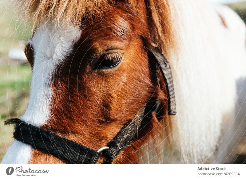 Pferd mit flauschiger Mähne auf Ackerland vor Hügeln Tier Fauna pferdeähnlich Viehbestand Säugetier Pflanzenfresser domestiziert Zusammensein Landschaft