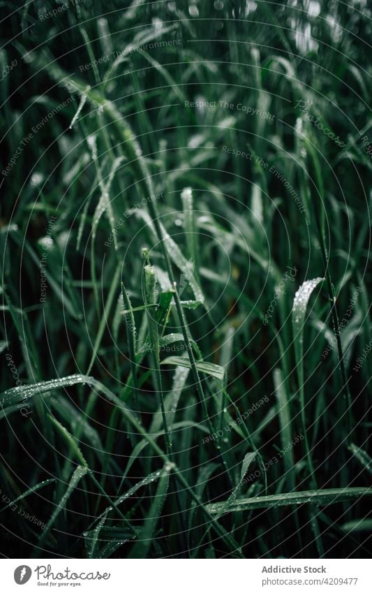 Grüne Pflanze mit Tau auf gewelltem Blatt im Wald Natur Umwelt Botanik Ökologie vegetieren nass rein Wasser Tropfen winzig glänzend Kurve Vorbau dünn Stengel