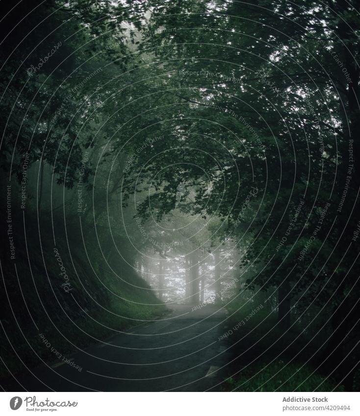 Überwucherte Bäume in nebligen Wäldern unter grauem Himmel Natur Landschaft Waldgebiet Umwelt Ökologie Mysterium bewachsen Nebel Einsamkeit Kofferraum dunkel