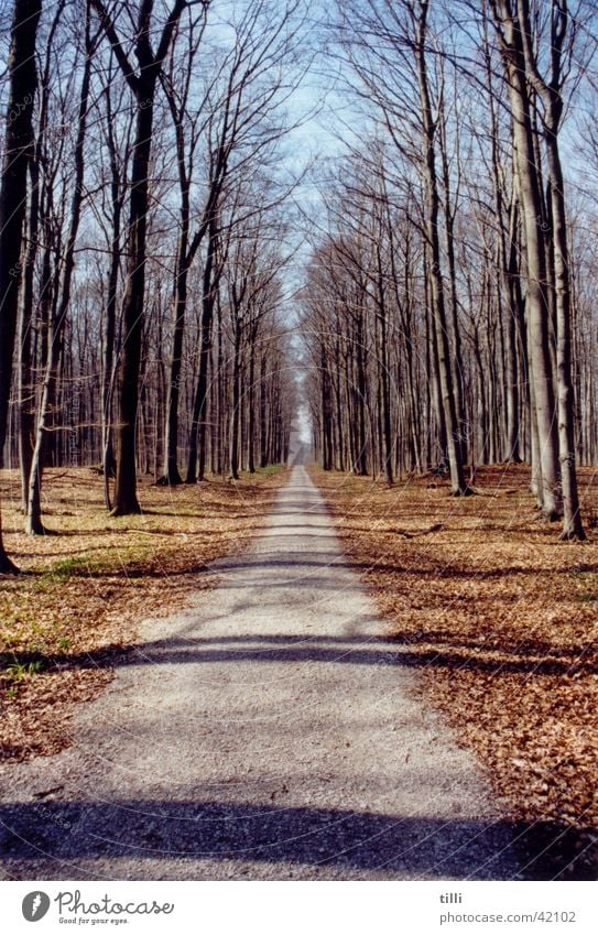 Waldweg Wege & Pfade Natur Sonne Himmel