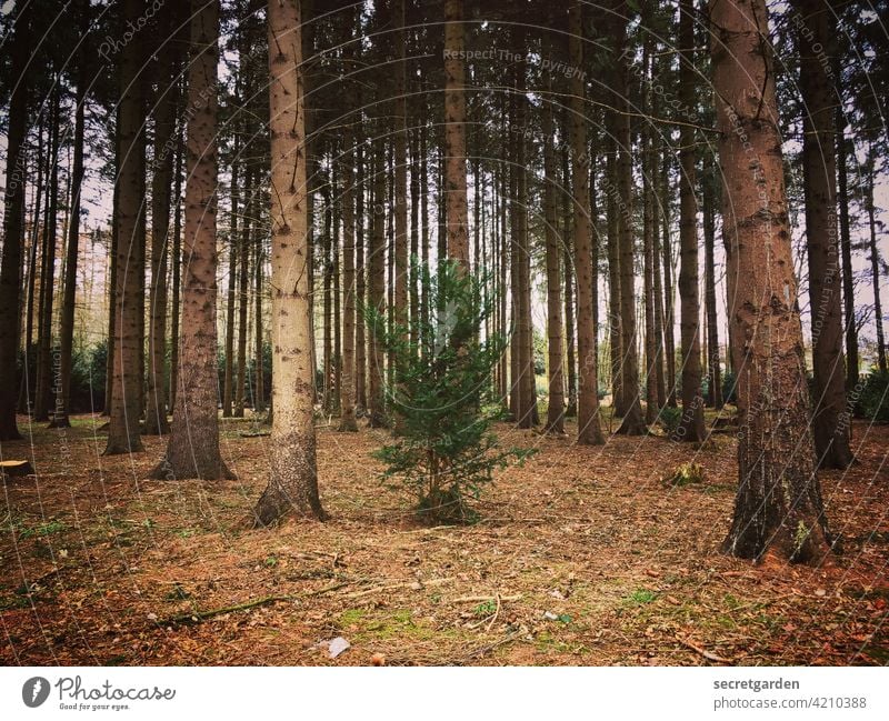 Eine Fichte in großer Dichte. Wald Lichtung Natur Naturerlebnis Umwelt Waldboden Außenaufnahme einsam Baumstamm Farbfoto Menschenleer Waldlichtung grün