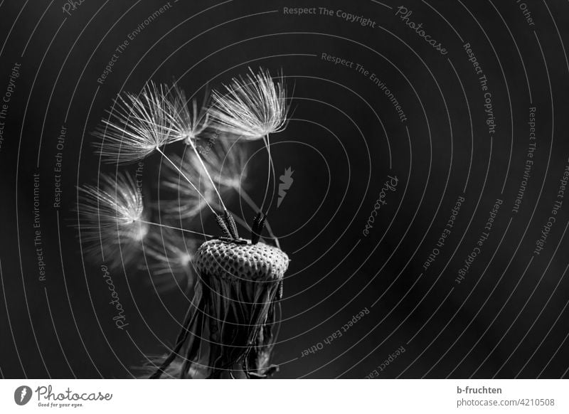 Fast vom Winde verweht - Pusteblume Blume Löwenzahn Pflanze Nahaufnahme Makroaufnahme Detailaufnahme Außenaufnahme Frühling Natur Samen Schwarzweißfoto