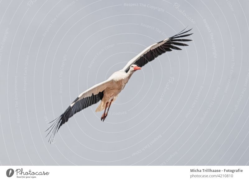 Fliegender Storch Weißstorch Ciconia ciconia Kopf Schnabel Auge Hals Federn Gefieder Flügel Beine Flügelspanne Spannweite Flügelschlag fliegen Flug Vogel