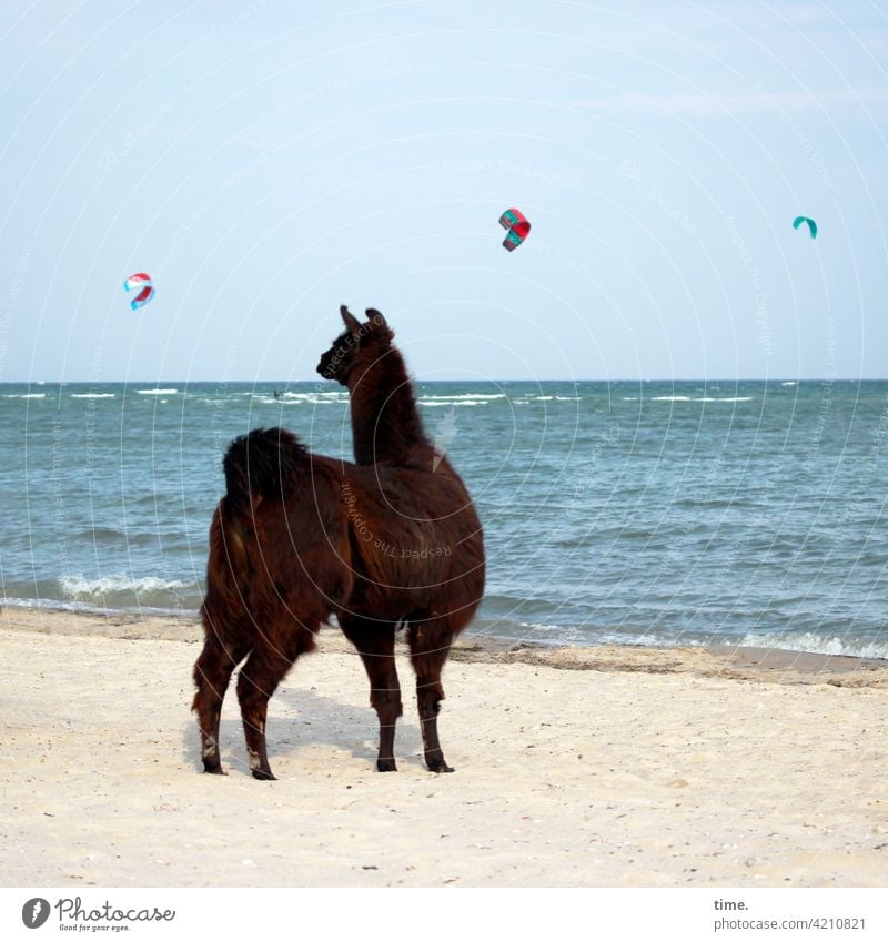 Strandkino Alpaka Kiter Kitesurfen strand wellen meer horizont wasser nass ostsee tier fell beobachten schauen wundern drachen