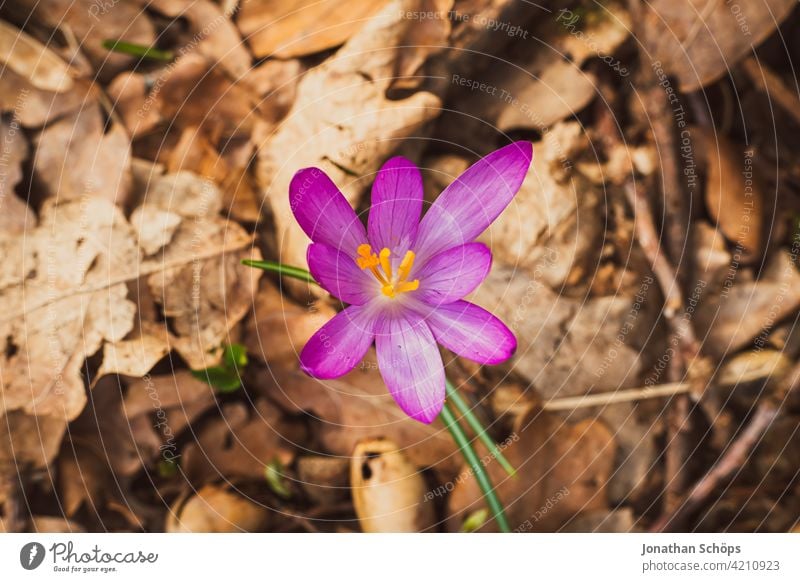 Frühblüher Krokus Makroaufnahme auf dem Waldboden Schwache Tiefenschärfe Licht Tag Menschenleer Detailaufnahme Nahaufnahme Außenaufnahme mehrfarbig Farbfoto