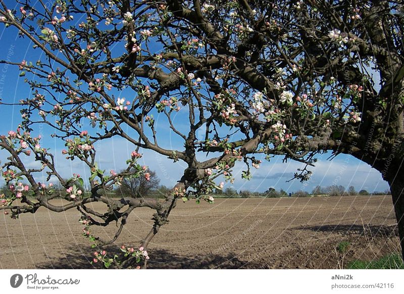 Landschaft Baum Feld Natur