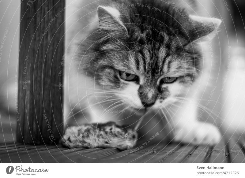 Kater mit Maus als Beute Katze Fell Tier Hauskatze niedlich Porträt Langhaarige Katze Blick Haustier beobachten grau katzenhaft Tierporträt Rassekatze fluffig