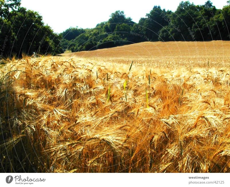 Kornfeld Sommer Natur Ernte