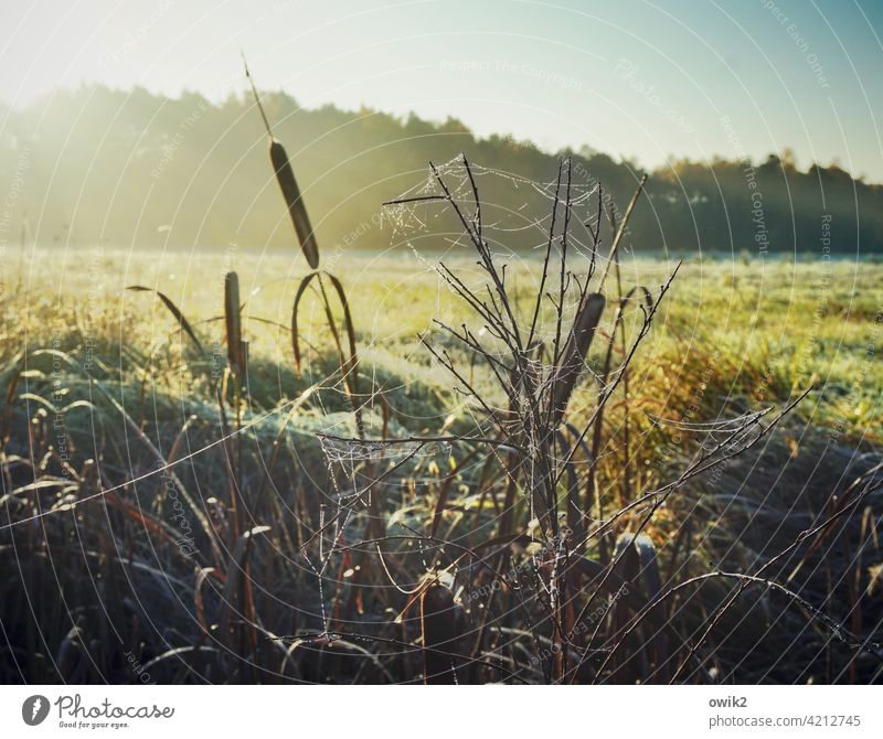 Feldrand Sonnenlicht Detailaufnahme Außenaufnahme Biotop Landschaft Umwelt Natur Pflanze Schönes Wetter Sträucher leuchten ruhig Zufriedenheit Idylle Halm