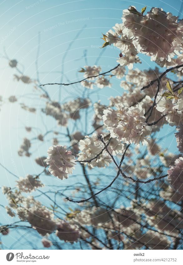 Blühender Baum Baumblüte üppig (Wuchs) Ast Zweig Obstgarten Obstbaum Baumstamm verzweigt Blattgrün Blütenblatt gewachsen Reifezeit weiß Frühling Luft Holz Natur