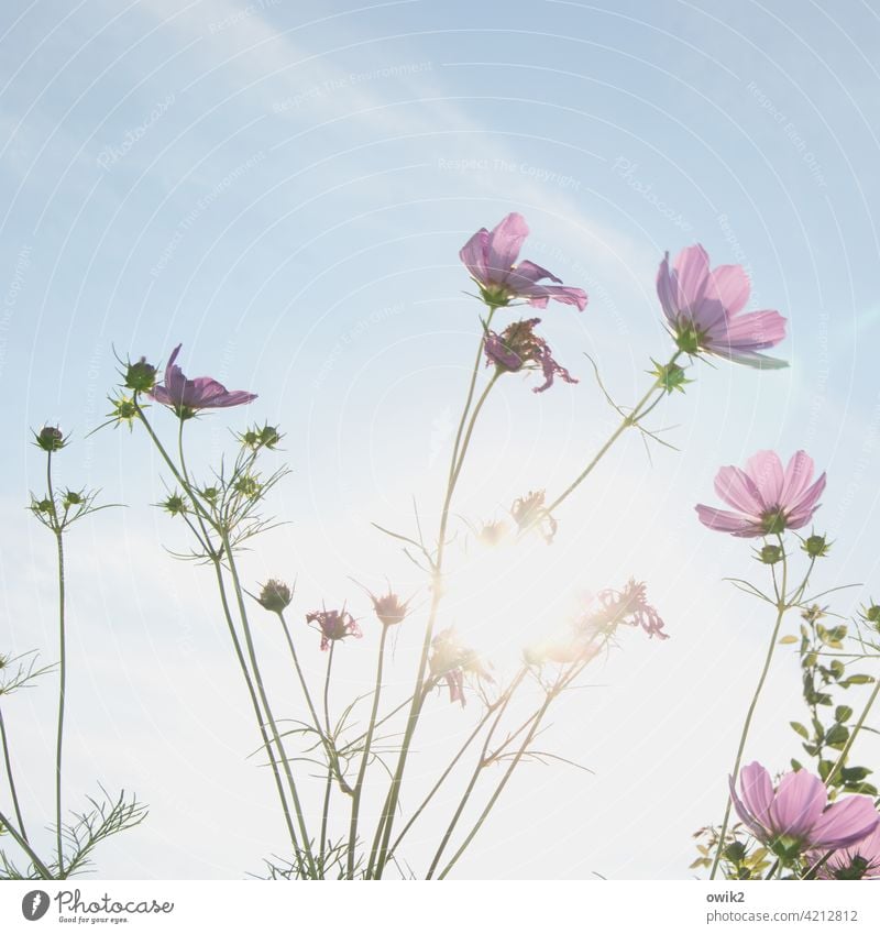 Wuchs Garten Blüte Blume Schmuckkörbchen Wildpflanze Schönes Wetter Sommer Natur Pflanze Luft Himmel Wolken Umwelt schaukeln Blühend Bewegung Wiese Wachstum