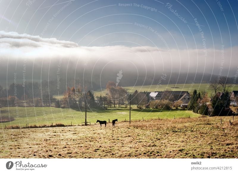 Weiter Blick Landschaft Himmel Natur Umwelt Tier Pflanze Wolken Horizont Klima Schönes Wetter Lausitz Weide Wiese Gras Baum Sachsen Deutschland Dorf Haus