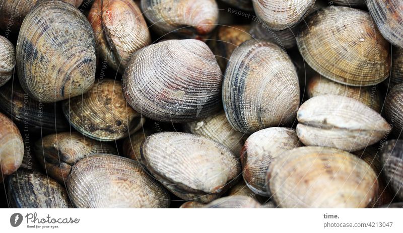 Muschelnkuscheln (2) muster struktur haufen natur umwelt muscheln muschelschalen leer kalk zusammen gemeinsam liegen herzmuscheln