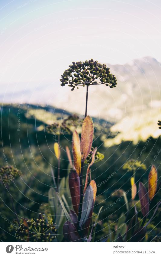 eine einzelne Blume inmitten einer Wiese Bupleurum fruticosum geblümt grün Natur gelb schön Blütezeit Garten natürlich Pflanze exotisch hübsch hell Rarität