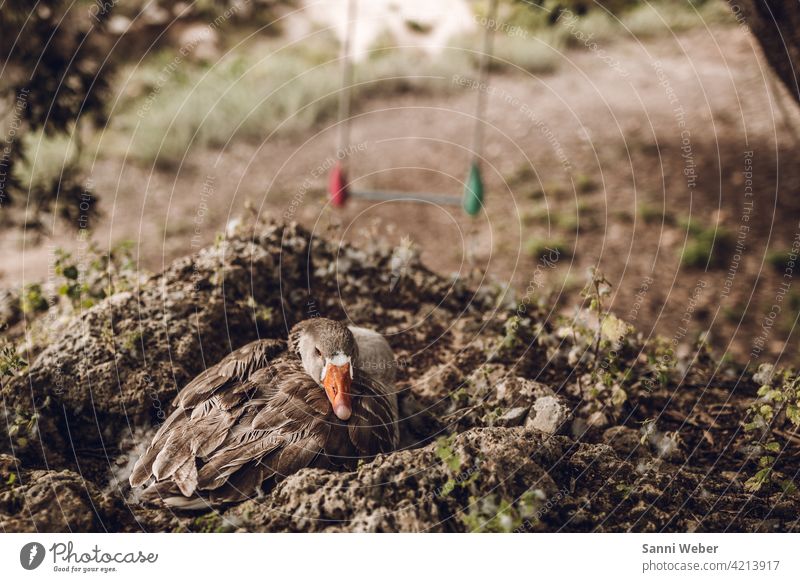 Gans im Nest Vogel Tier Außenaufnahme Farbfoto Tag Menschenleer Natur Umwelt natürlich Tierporträt brüten grau