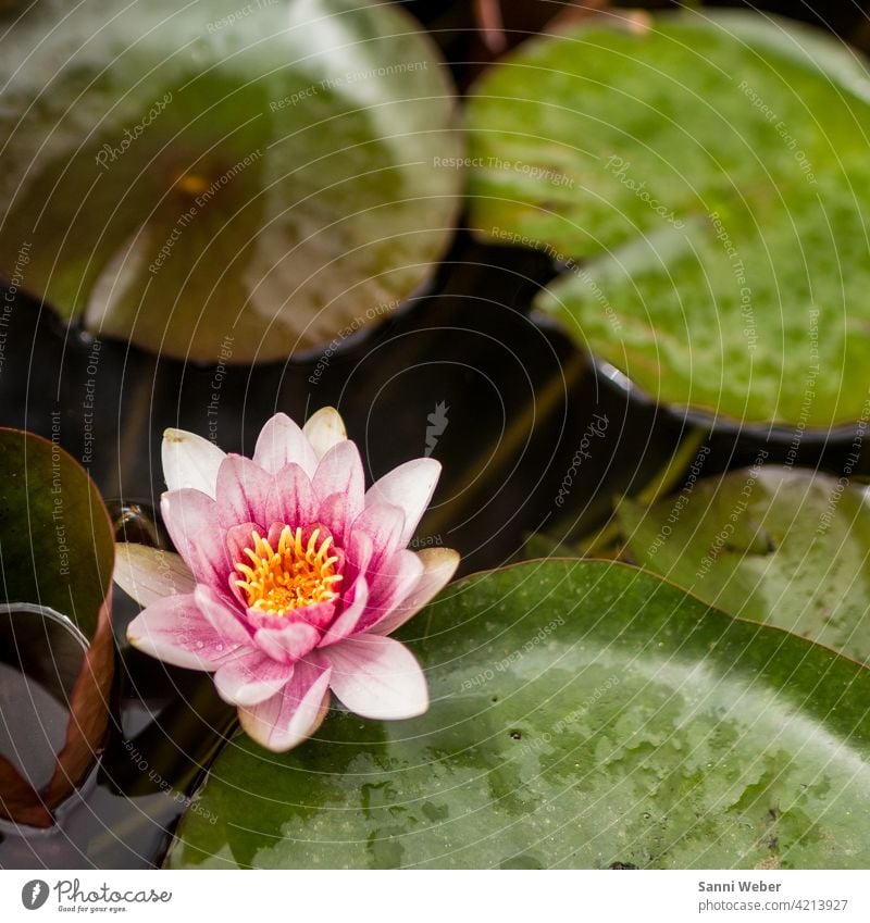 Seerose Seerosen Teich Pflanze Natur Wasser Farbfoto Außenaufnahme Menschenleer Seerosenblatt Seerosenteich Blatt grün Blüte Tag Umwelt Blume Wasserpflanze