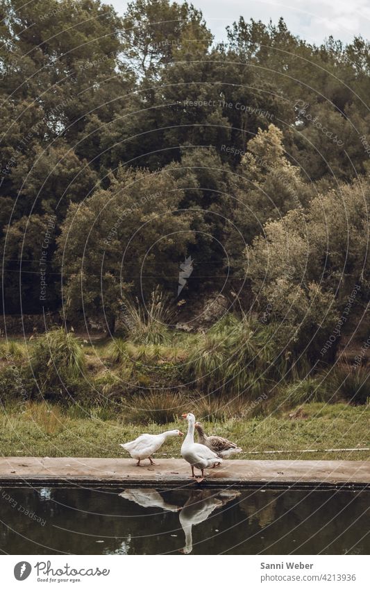 Gänse am Pool gänse Vogel Natur Tier Außenaufnahme Vögel Umwelt Tiergruppe Freiheit Gans Farbfoto Menschenleer