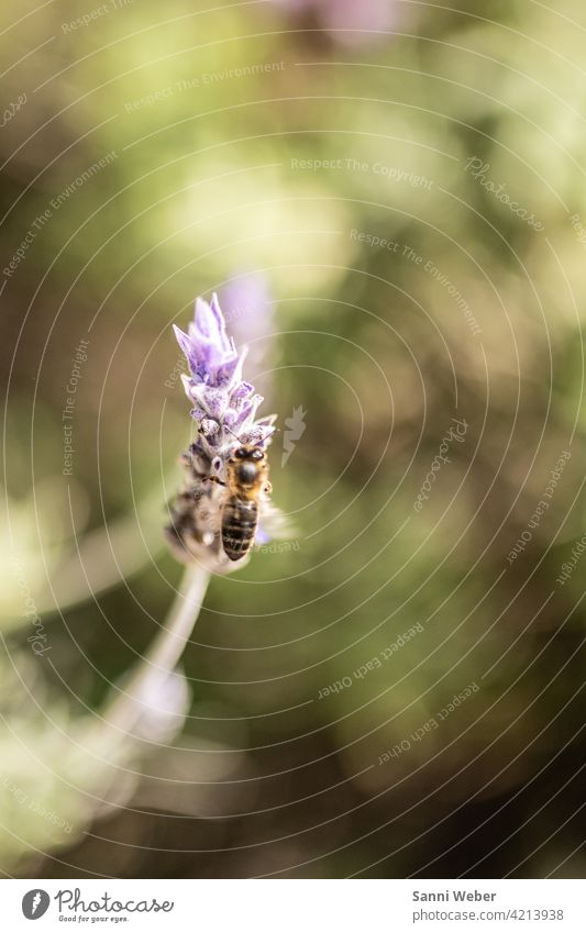 Biene am Lavendel Pflanze Natur violett Duft Farbfoto Blüte Blume Außenaufnahme Heilpflanzen Blühend Nahaufnahme Unschärfe Garten Umwelt Gartenpflanzen