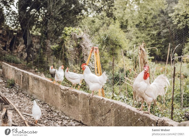 Bauernhof auf Mallorca Tier Farbfoto Außenaufnahme Tierporträt Natur Hahn Vogel Haushuhn Nutztier Landwirtschaft Haustier Geflügel Freilandhaltung