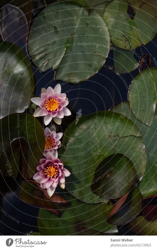 Seerosen Seerosenteich Seerosenblatt grün Natur Teich Außenaufnahme Farbfoto Menschenleer Pflanze Wasser Blatt Umwelt Tag Blüte Blume Blühend Wasserpflanze