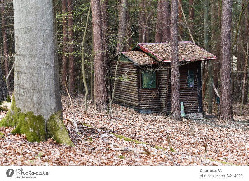 Wald-Datsche Einsiedelei Holzhäuschen Hexenhaus Hexenhäuschen Außenaufnahme Hütte dunkel Menschenleer Natur Einsamkeit Haus Baum Bäume alt Tag Farbfoto ruhig