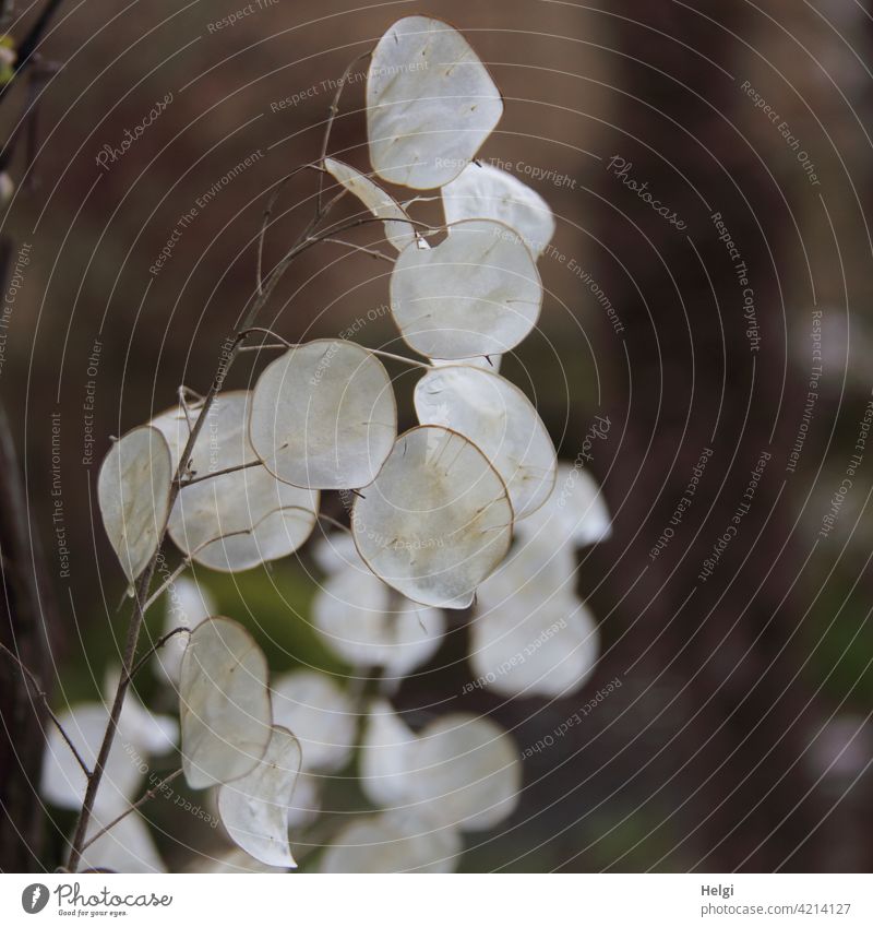 Samenschoten des Gartensilberblattes (Lunaria annua) Silberblatt Silberling Judassilberling Judaspfennig Silbertaler Kreuzblütler Zierpflanze Pflanze Natur