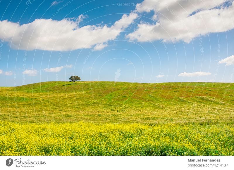 Allgemeine Aufnahme einer Wiese in Extremadura, Spanien, mit grünem, gelbem und rotem Gras, an einem sonnigen Tag mit einer Eiche am Horizont. Natur mediterran