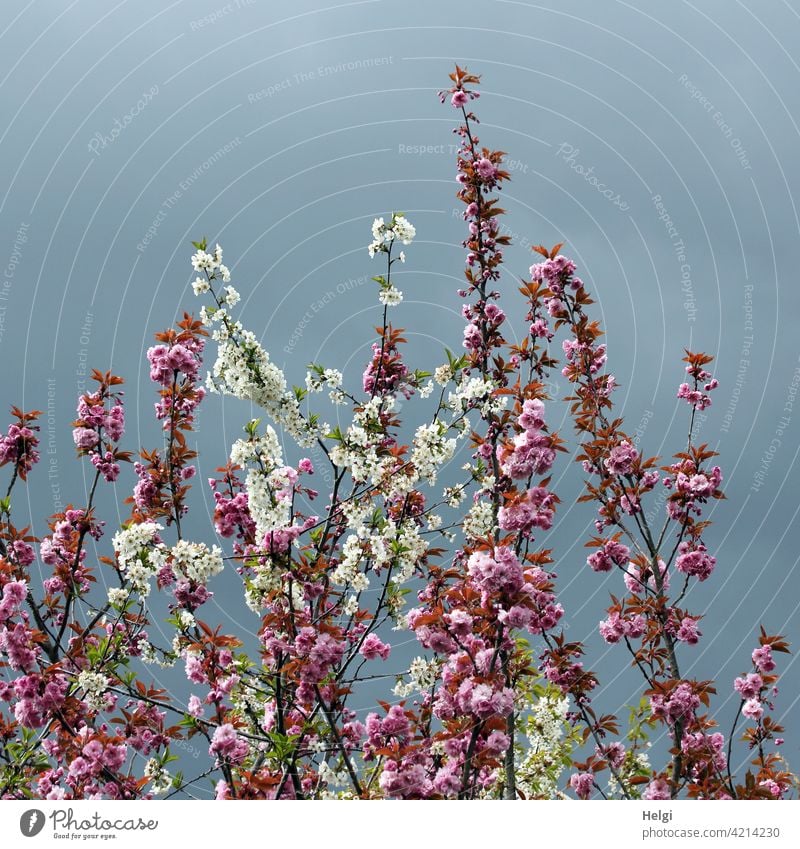 Zweige mit rosa und weißen Kirschblüten vor dunklen Regenwolken Blume Blüte Frühlingsblüte Zierkirsche Kirsche blühen wachsen Wolken Licht Schatten Natur