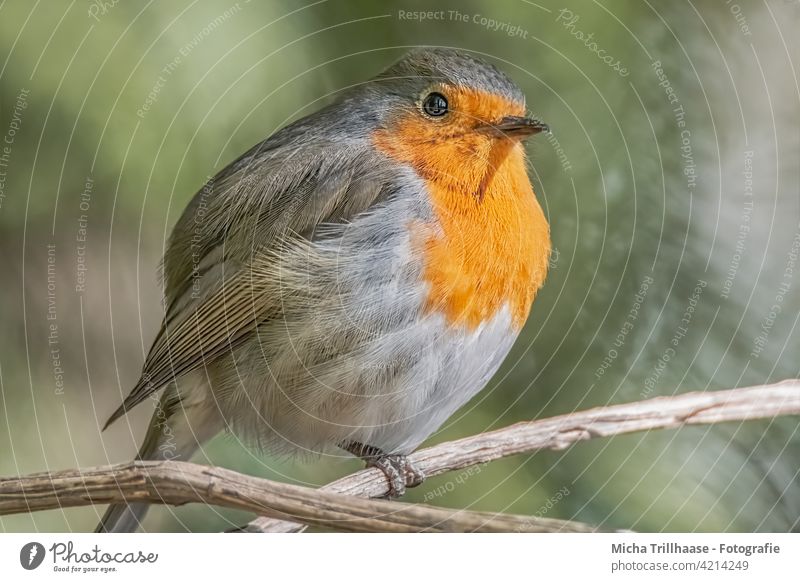 Aufgeplustertes Rotkehlchen auf einem Ast Erithacus rubecula Tiergesicht Kopf Auge Schnabel Federn Gefieder Beine Krallen Flügel gefiedert Vogel Wildvogel