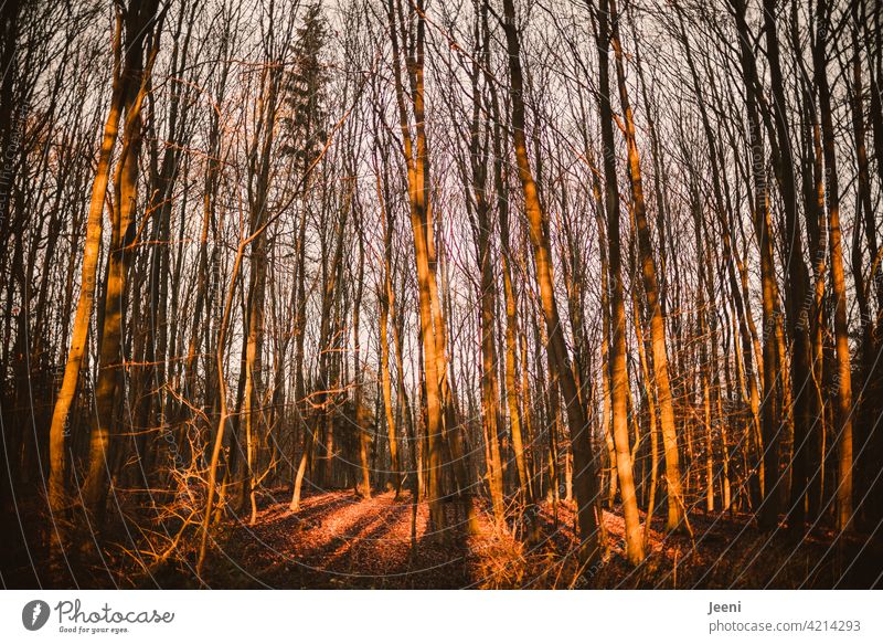 Lichtdurchfluteter Herbstwald Wald herbstlich Herbstlaub Herbstfärbung Herbstbeginn Herbstwetter Herbstlandschaft Herbststimmung Herbstgefühle Laubwerk Färbung