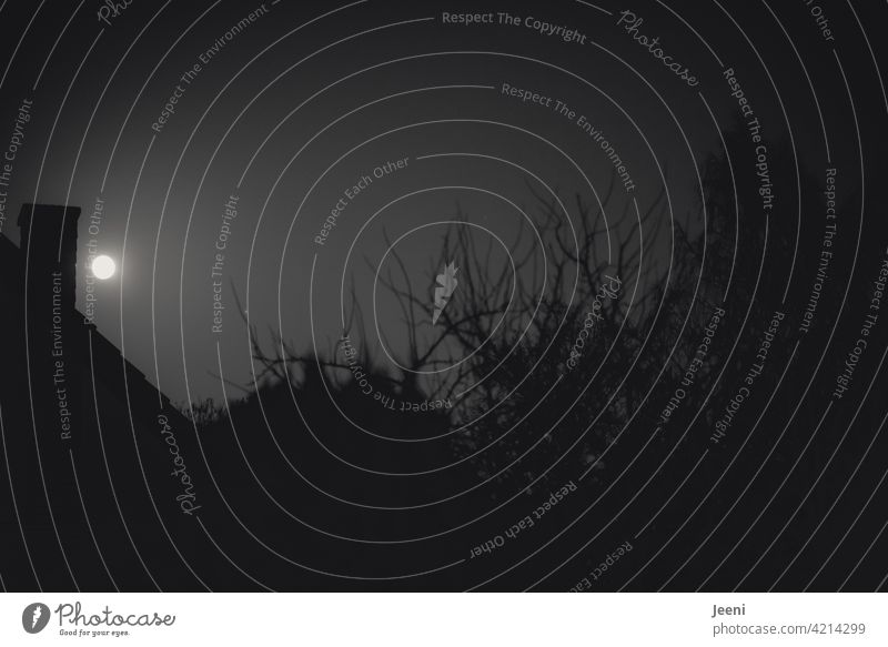 Vollmond über den Dächern Mond Mondschein Mondsüchtig Nacht Himmel dunkel Himmelskörper & Weltall schwarz leuchten Dach Schornstein Baum rund Kreis kreisen