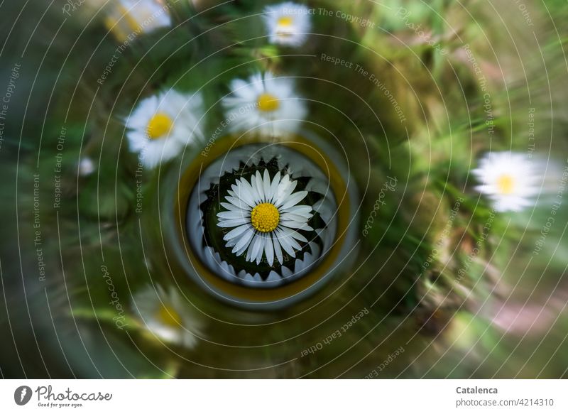 Aufmerksamkeit auf Gänseblümchen Flora Blütenblatt Pflanze Blume blühen Natur Blatt wachsen Tageslicht Frühling Garten Grün Gras Gelb Spiegelung