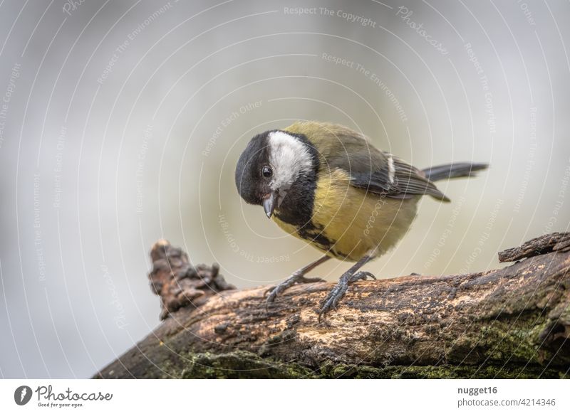 Kohlmeise auf Ast Vogel Meisen Tier Farbfoto Außenaufnahme 1 Natur Menschenleer Tag Wildtier Tierporträt Schwache Tiefenschärfe gelb Garten Umwelt grün