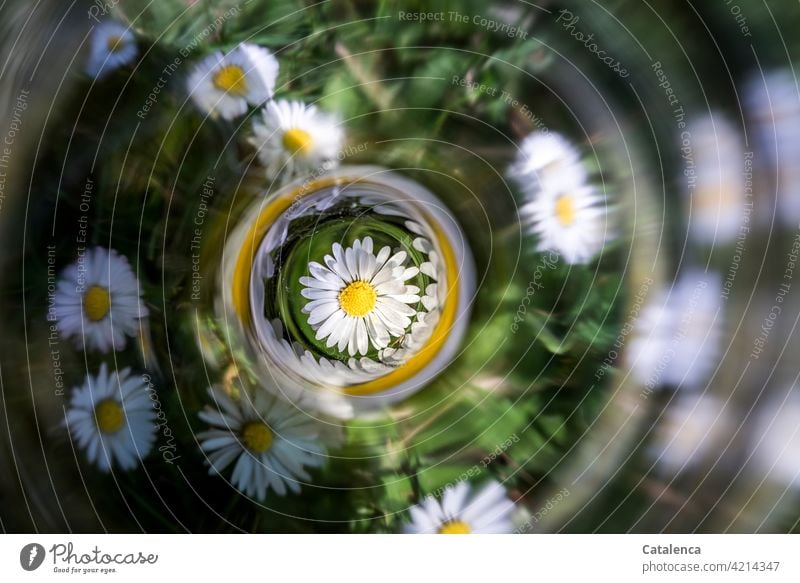 Gänseblümchen, mittig Spiegelung Gelb Gras Grün Garten Frühling blühen Tag Blüten Tageslicht Blume wachsen Pflanze Blatt Blütenblatt Natur Flora duften Kreis