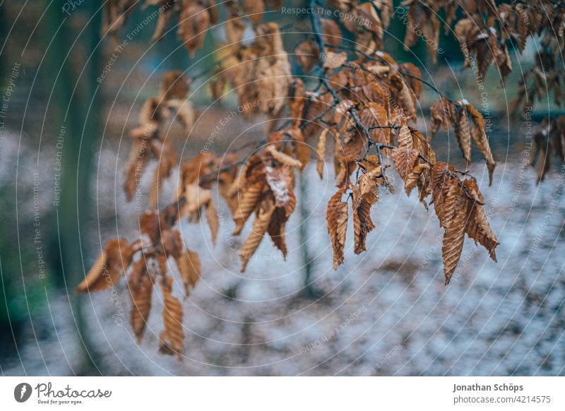 Zweig mit braunen Blättern im Winter Menschenleer Tag Nahaufnahme Außenaufnahme Hintergrundbild Farbfoto Strukturen & Formen Herbstfärbung Herbstwald Herbstlaub