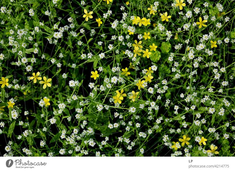 Hintergrund mit weißen und gelben Wildblumen Blumen Außenaufnahme grün Zerbrechlichkeit Gras Blühend Farbfoto Tag Hintergrund neutral romantisch Frühling frisch