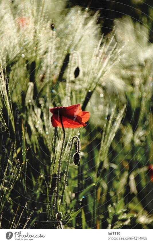 roter Klatschmohn frühmorgens im Kornfeld Morgenstimmung junger Tag Licht Lichteinfall Kornähren Mohn Mohnblüte Tau Tautropfen Lichtpunkte Glitzer gefaltet