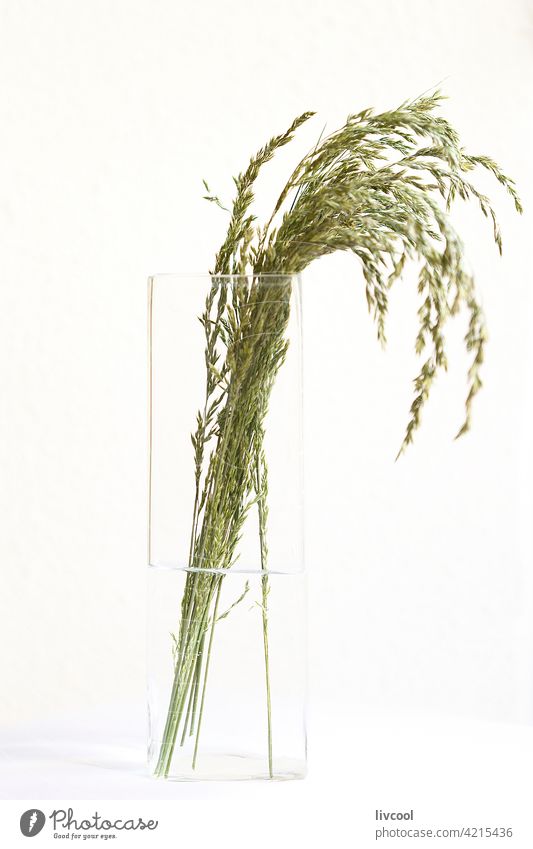 Gras in Vase mit Wasser Blume weiß Kristalle Natur Frühling Saison Schönheit Verlockung einfach romantisch nostalgisch Kunst Wand weiße Farbe grün grünlich