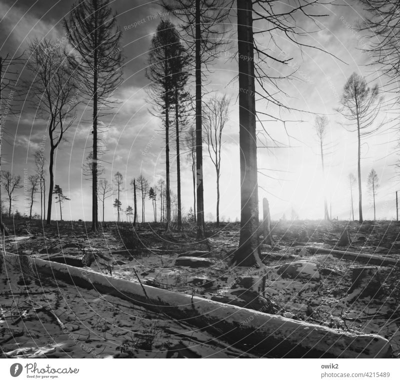 Karger Wald Waldrand Straße Kurve abwärts bergab hinunter Bäume Nadelbäume Nadelwald Baumstämme Natur Landschaft Außenaufnahme Umwelt Menschenleer ruhig Idylle