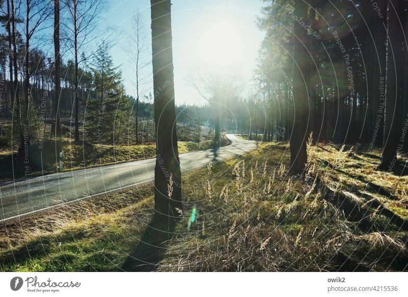 Quer durch die Botanik Wald Waldrand Straße Kurve abwärts bergab hinunter Bäume Nadelbäume Nadelwald Baumstämme Natur Landschaft Außenaufnahme Umwelt