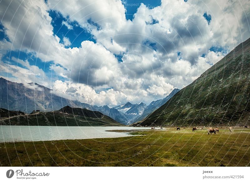 V-Ausschnitt Ferien & Urlaub & Reisen Berge u. Gebirge Natur Landschaft Himmel Wolken Sommer Wetter Schönes Wetter Wiese Seeufer Pferd Tiergruppe Herde Fressen