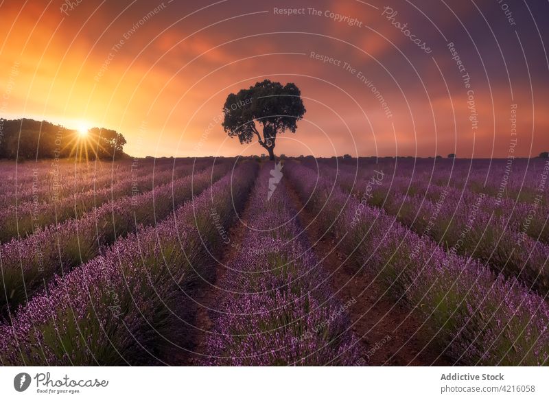 Einsamer Baum im Lavendelfeld bei Sonnenuntergang Feld einsam Silhouette Landschaft Blume malerisch Umwelt idyllisch duftig Flora Reihe farbenfroh Himmel