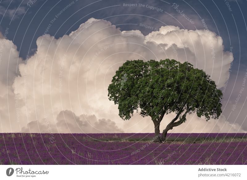 Grüner Baum wächst im Lavendelfeld Feld einsam Landschaft Blume Blüte Blütezeit allein malerisch Himmel Cloud Fussel idyllisch ruhig Aroma violett Flora purpur