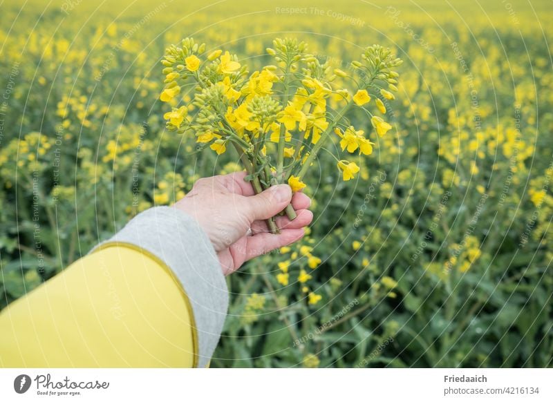 Rapsblüten in einer Hand am Rapsfeld gelbe Jacke Rapsanbau Landwirtschaft Nutzpflanze Feld Natur Landschaft Umwelt Tag Pflanze Wachstum Frühling Farbfoto Rapsöl