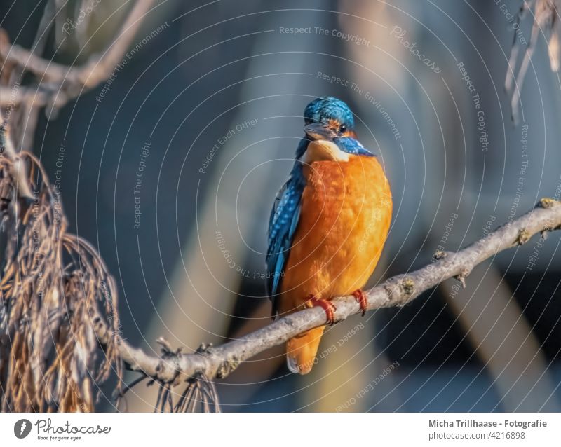 Eisvogel auf einem Ast am Flussufer Alcedo atthis Kopf Auge Schnabel Federn Gefieder Flügel Porträt Tierporträt Wildtier Vogel Natur Zweige u. Äste strahlen