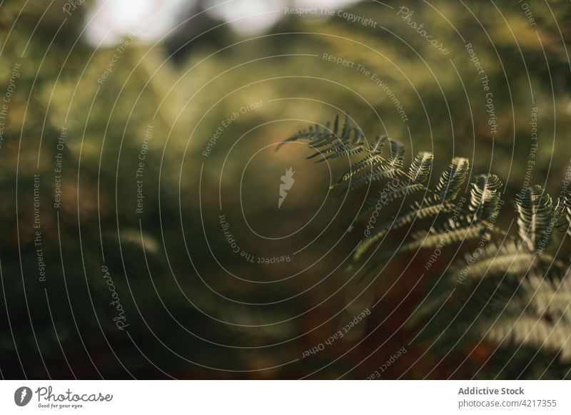 Farnblätter im Wald an einem sonnigen Tag Wurmfarn Blatt Schatten Pflanze grün Wachstum Natur Flora Botanik natürlich wachsen tagsüber Sommer organisch