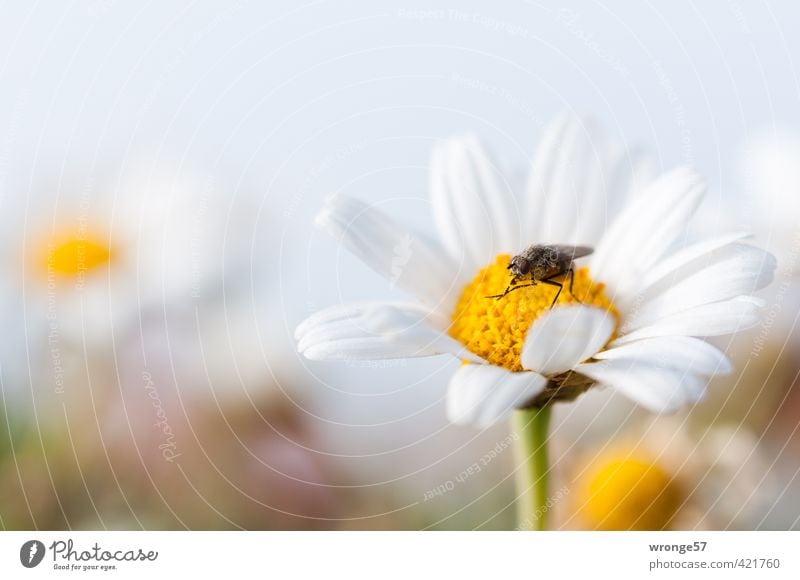 Es ist angerichtet... Natur Pflanze Tier Sommer Blume Blüte Wildpflanze Blütenpflanze Wiese Feld Fliege Insekt 1 braun gelb weiß Blumenwiese Nahrungssuche