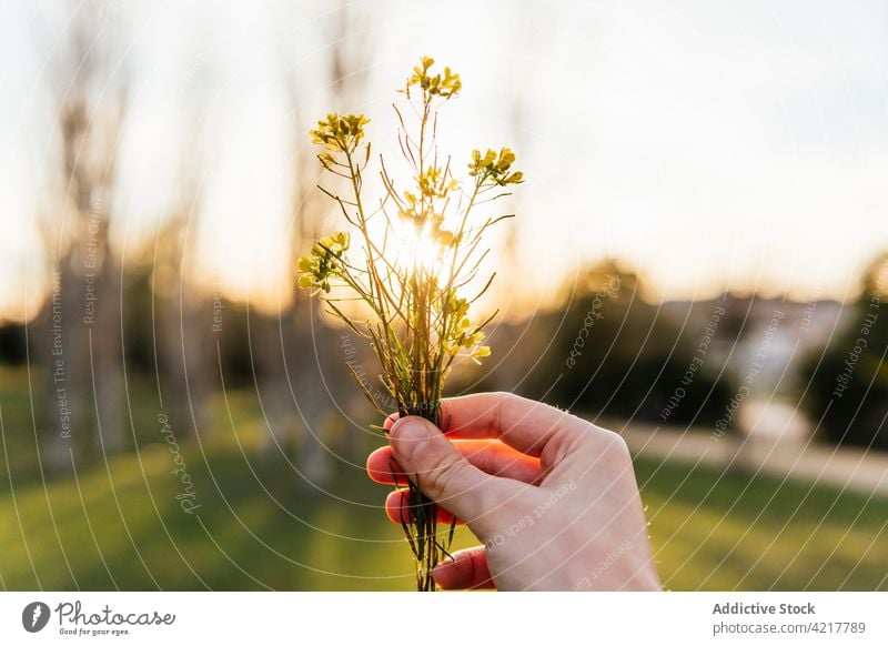 Crop Person mit gelber Blume bei Sonnenuntergang Frühling Wildblume Blütezeit Flora Sonnenlicht Angebot Himmel Natur filigran frisch natürlich idyllisch Botanik