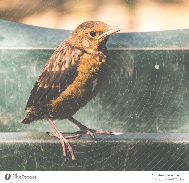 Eine junge Amsel steht auf dem Rand einer grünen Schubkarre Schwarzdrossel Turdus merula Wildtier Tier Vogel Singvogel Natur Ganzkörperaufnahme Nahaufnahme