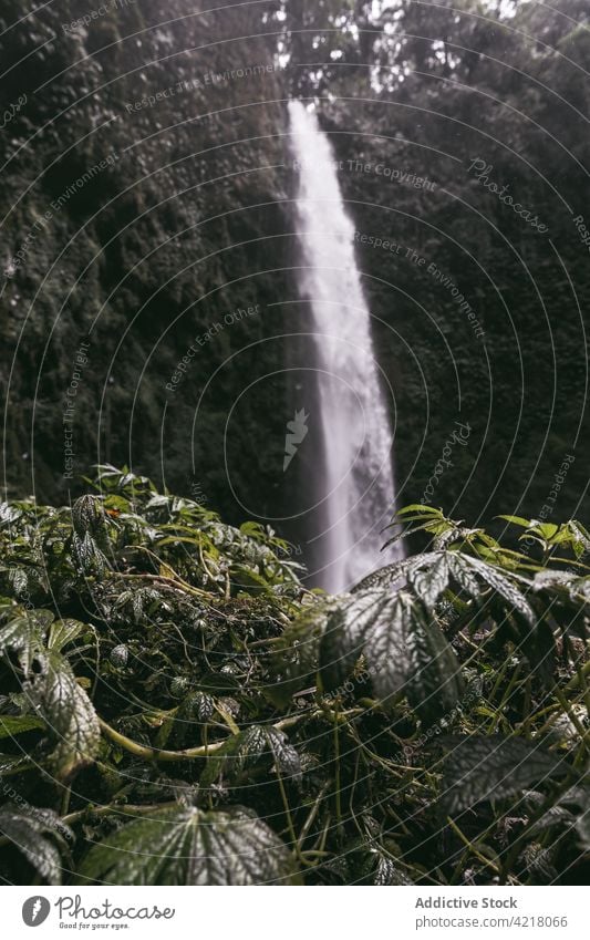 Ein malerischer Wasserfall, der von einer moosbewachsenen Klippe herabstürzt Kaskade rau Natur tropisch strömen Kraft Park reisen Felsen Umwelt exotisch grün